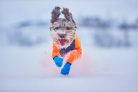 Non-Stop Dogwear Protector Snow